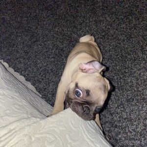 Meet your Posher, Darwin karl